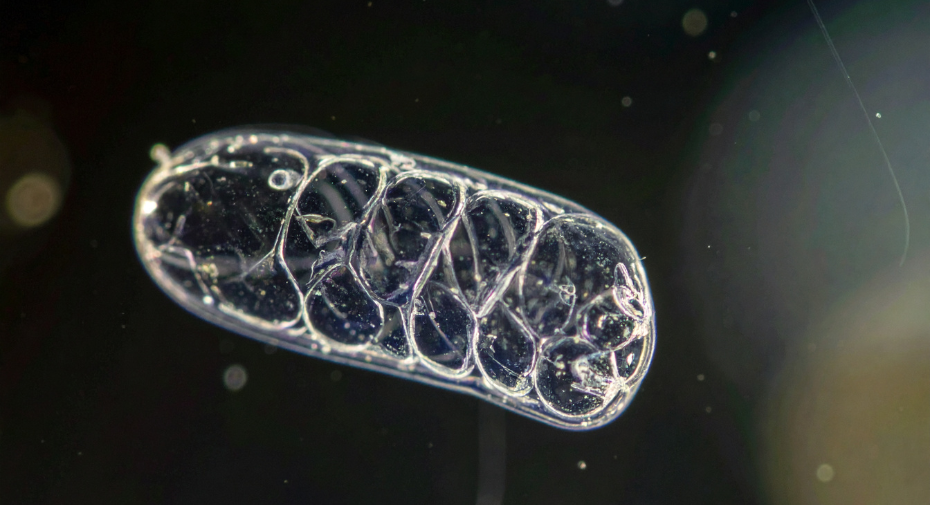 chris kresser glutathione dose Kresser: How Lifestyle Choices and Parasites Impact Our Gut Health Chris Kresser on Adapt Naturals